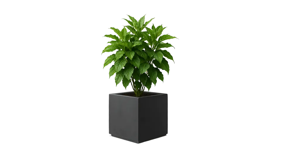 revox-botanic-50-indoor-invisible-speaker-pflanzgef-version-opposite image 1