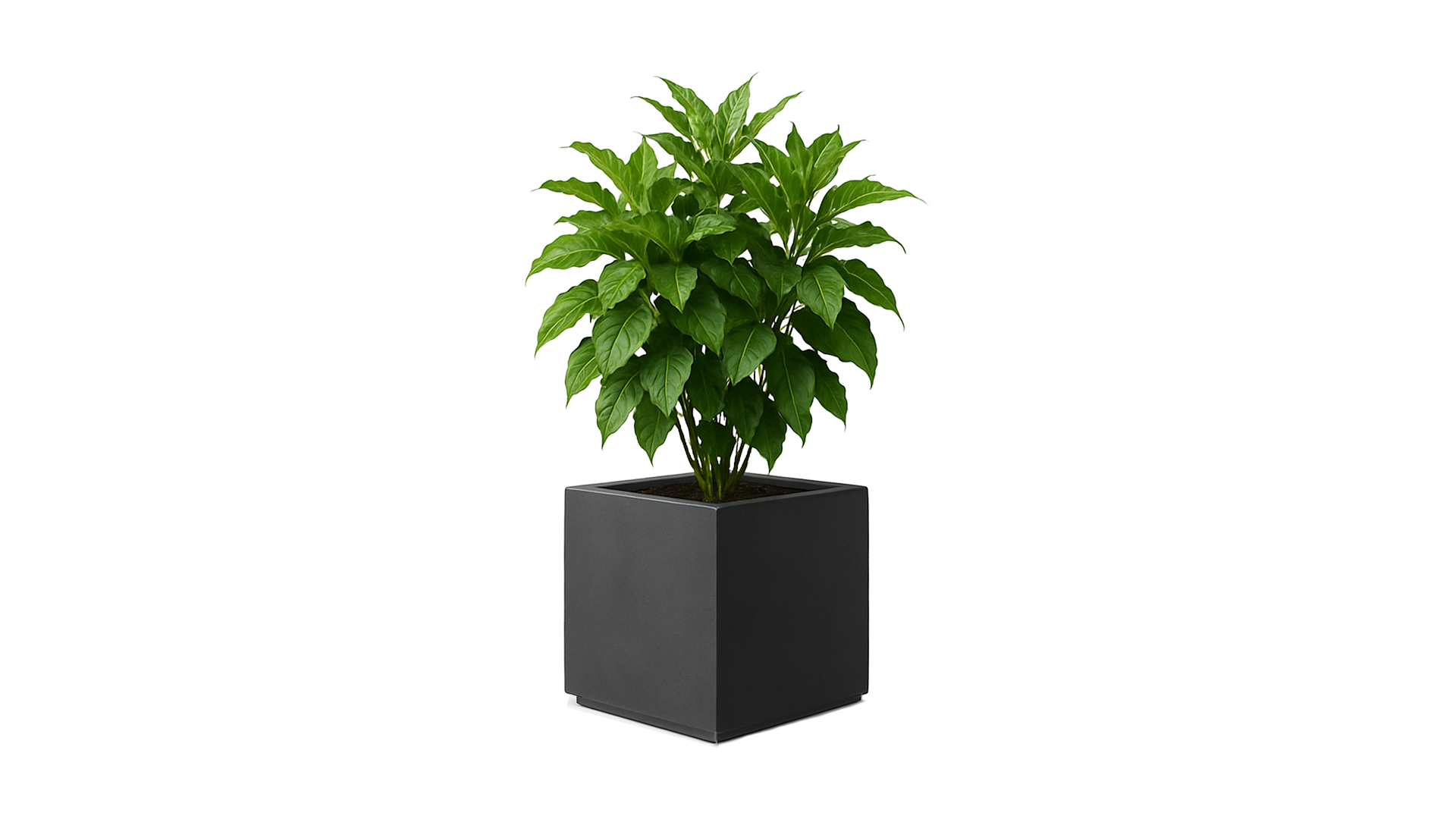 revox-botanic-50-indoor-invisible-speaker-pflanzgef-version-opposite image 1